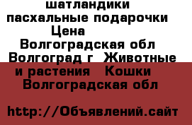 ''шатландики'' пасхальные подарочки › Цена ­ 2 000 - Волгоградская обл., Волгоград г. Животные и растения » Кошки   . Волгоградская обл.